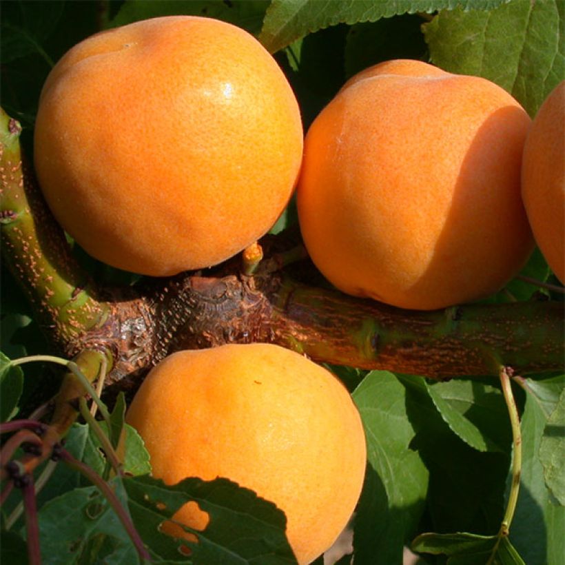 Prunus armeniaca Muscat de Nancy - Apricot Tree (Harvest)