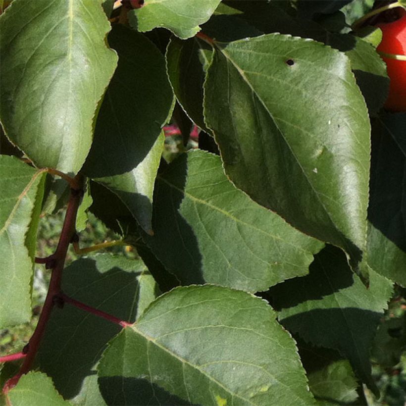 Prunus armeniaca Orange Summer - Apricot Tree (Foliage)