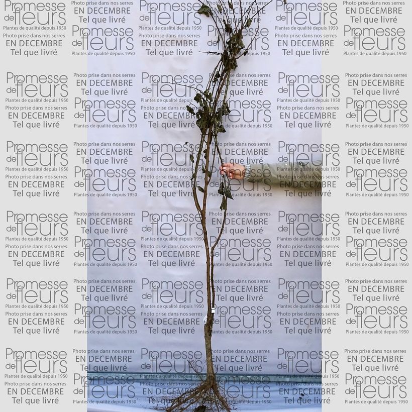 Example of Prunus armeniaca Early Saumur - Apricot Tree Bare root, Goblet specimen as delivered
