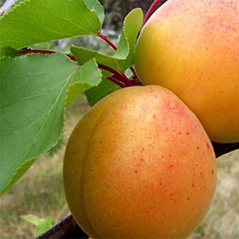 Prunus armeniaca Early Saumur Organic - Apricot Tree (Harvest)