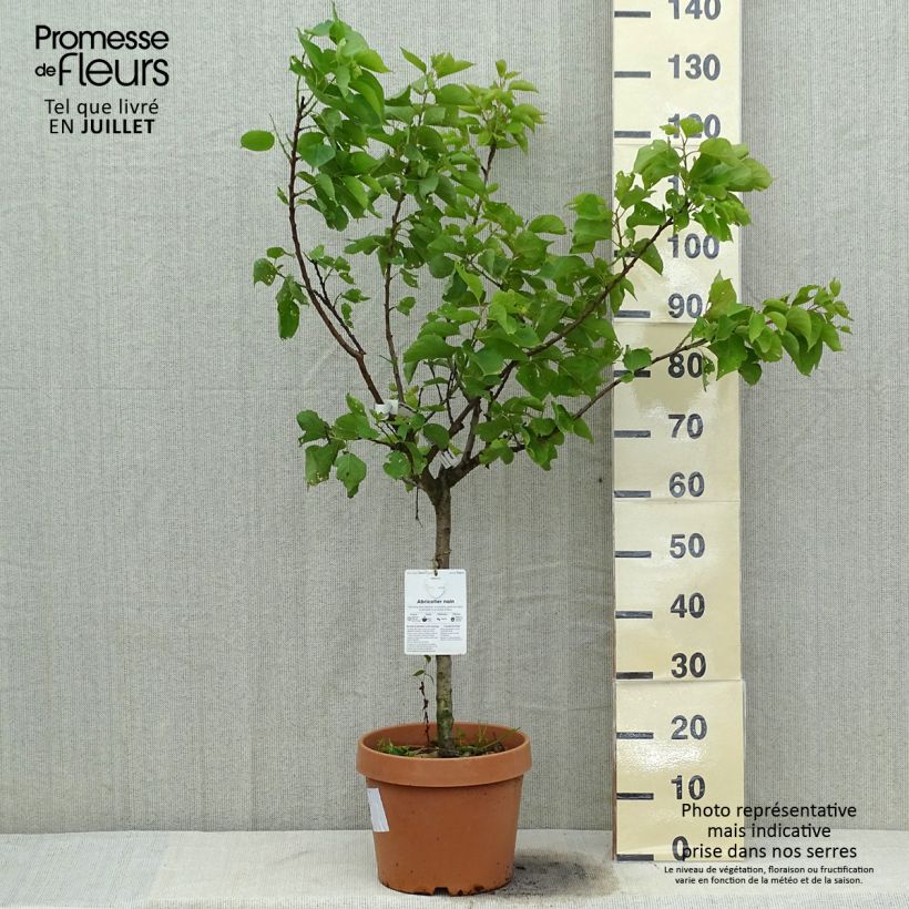 Prunus armeniaca Nanum - Apricot Tree 7.5L/10L pot, Dwarf sample as delivered in summer
