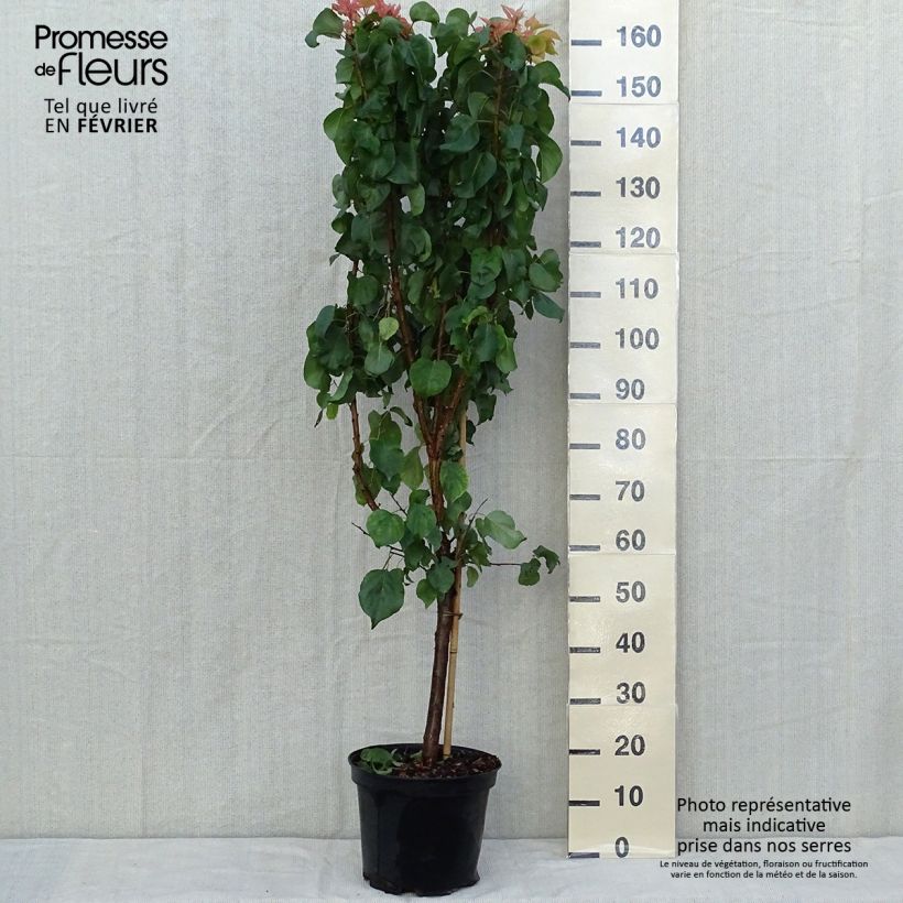 Prunus armeniaca Late Naked Bordaneil - Apricot Tree 7.5L/10L pot, Goblet sample as delivered in autumn