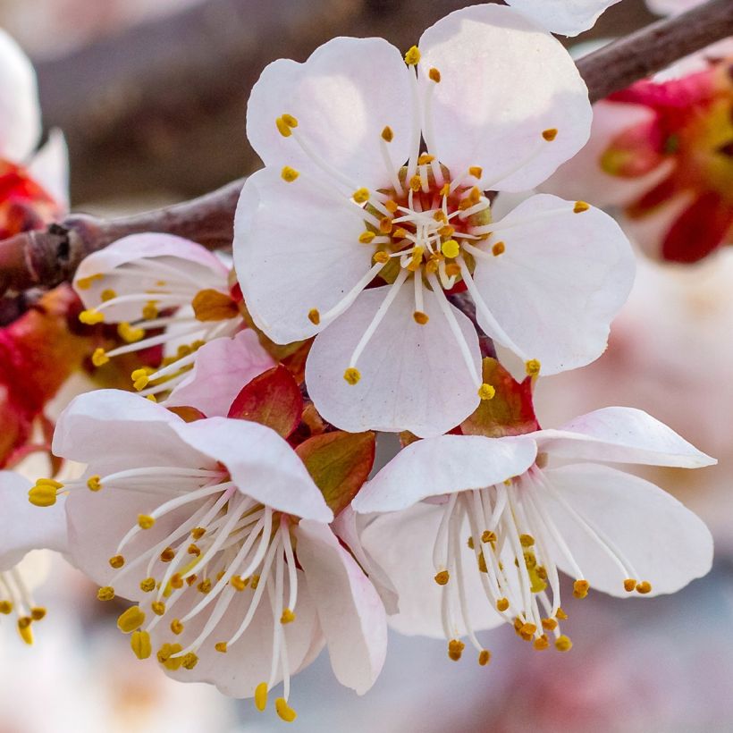 Prunus armeniaca Late Naked Bordaneil - Apricot Tree (Flowering)