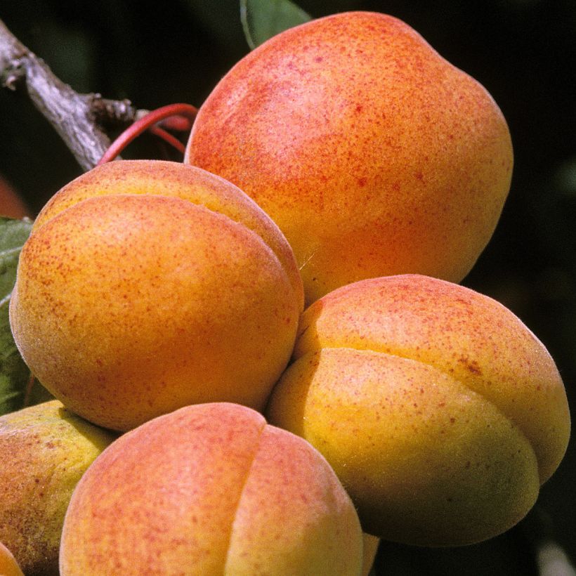 Prunus armeniaca Peche de Nancy - Apricot Tree (Harvest)