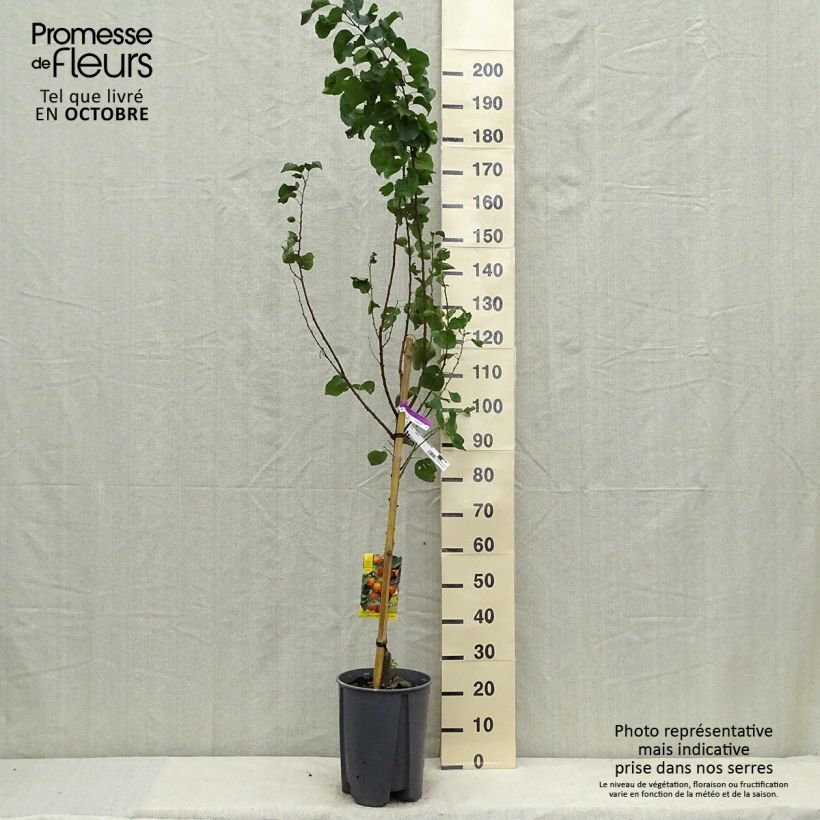 Prunus armeniaca Tardif de Tain Apricot Tree 7.5L/10L pot, Goblet sample as delivered in autumn