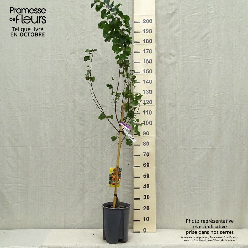 Prunus armeniaca Tardif de Tain Apricot Tree sample as delivered in autumn