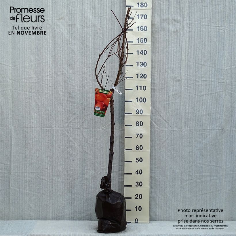 Prunus armeniaca Rouge du Roussillon - Georges Delbard Ready-to-plant root ball, Goblet sample as delivered in autumn