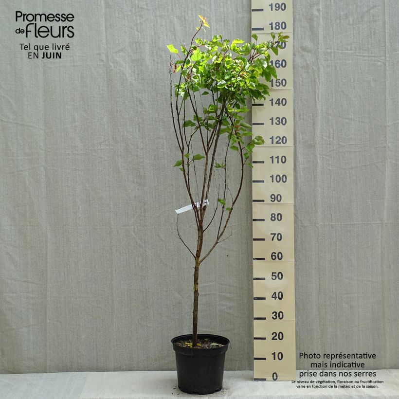 Prunus armeniaca Rouge du Roussillon - Apricot Tree sample as delivered in spring
