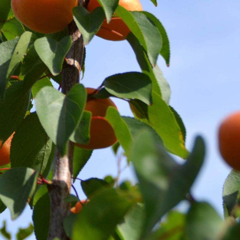 Prunus armeniaca Rustique Des Pyrénées - Apricot Tree (Foliage)