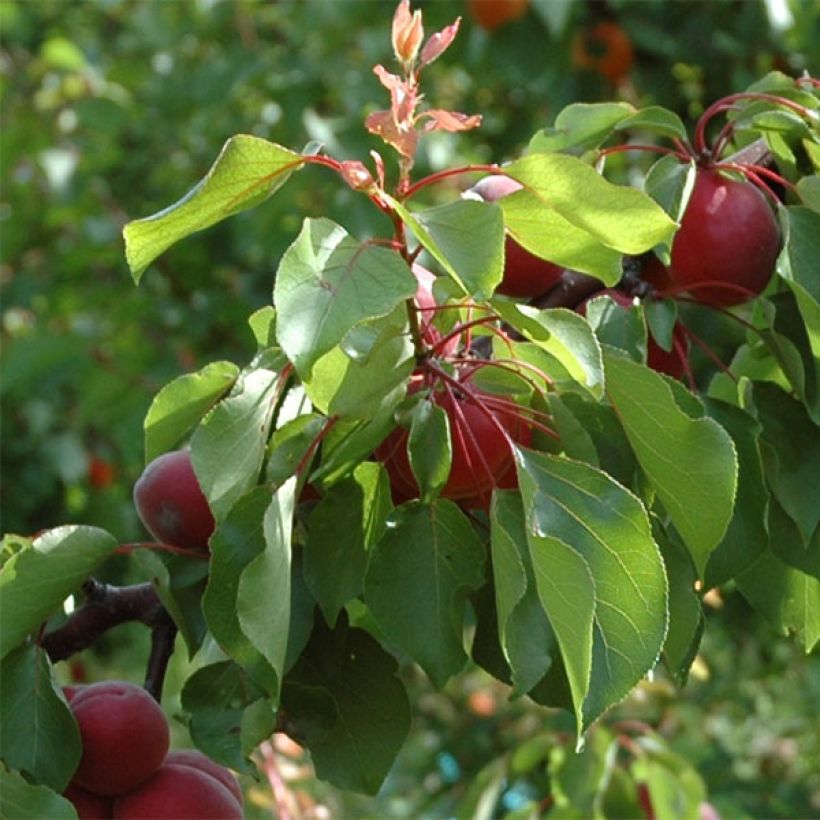 Prunus armeniaca Sunrosso - Apricot Tree (Foliage)