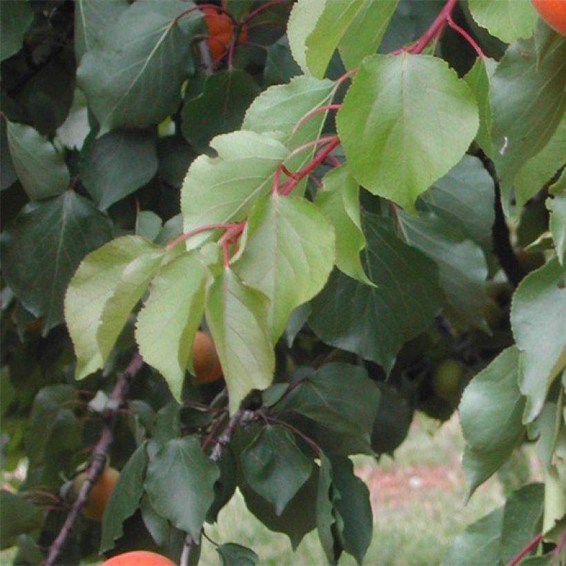 Prunus armeniaca Tom Cot - Apricot Tree (Foliage)