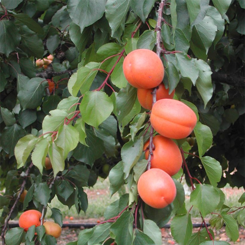 Prunus armeniaca Tom Cot - Apricot Tree (Harvest)