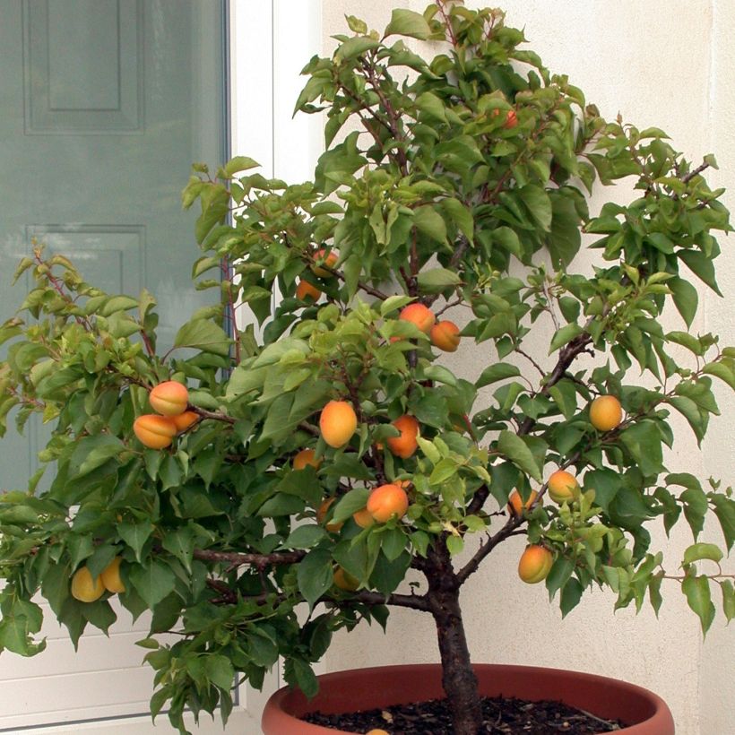 Prunus armeniaca Garden Aprigold - Apricot Tree (Plant habit)