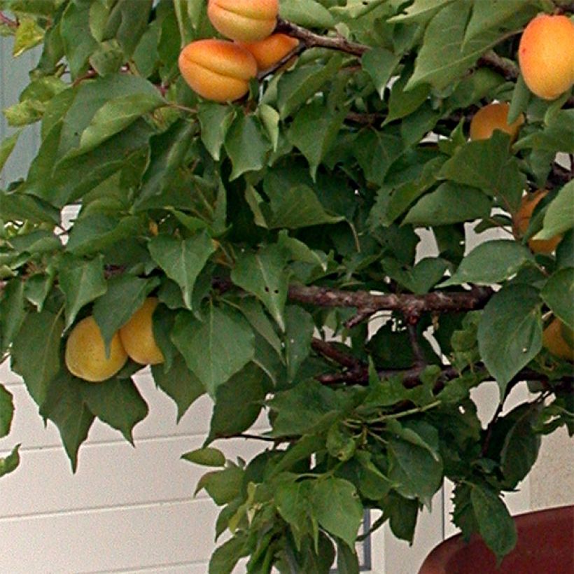 Prunus armeniaca Garden Aprigold - Apricot Tree (Foliage)