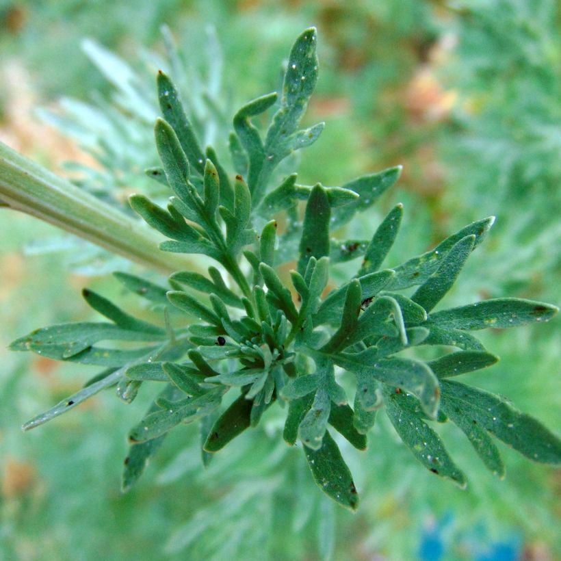 Common Wormwood - Artemisia absinthium (Flowering)