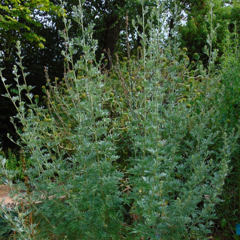 Common Wormwood - Artemisia absinthium (Plant habit)