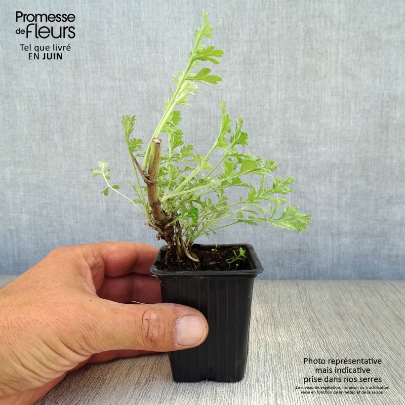 Common Wormwood - Artemisia absinthium 8/9 cm pot sample as delivered in summer