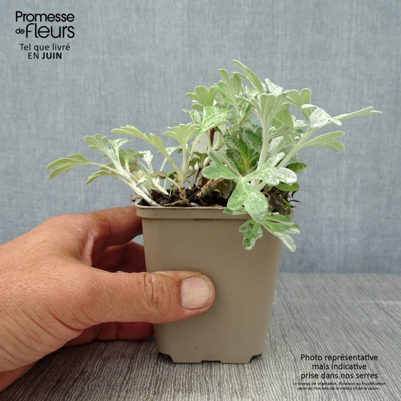 Artemisia stelleriana Boughton Silver 8/9 cm pot sample as delivered in summer
