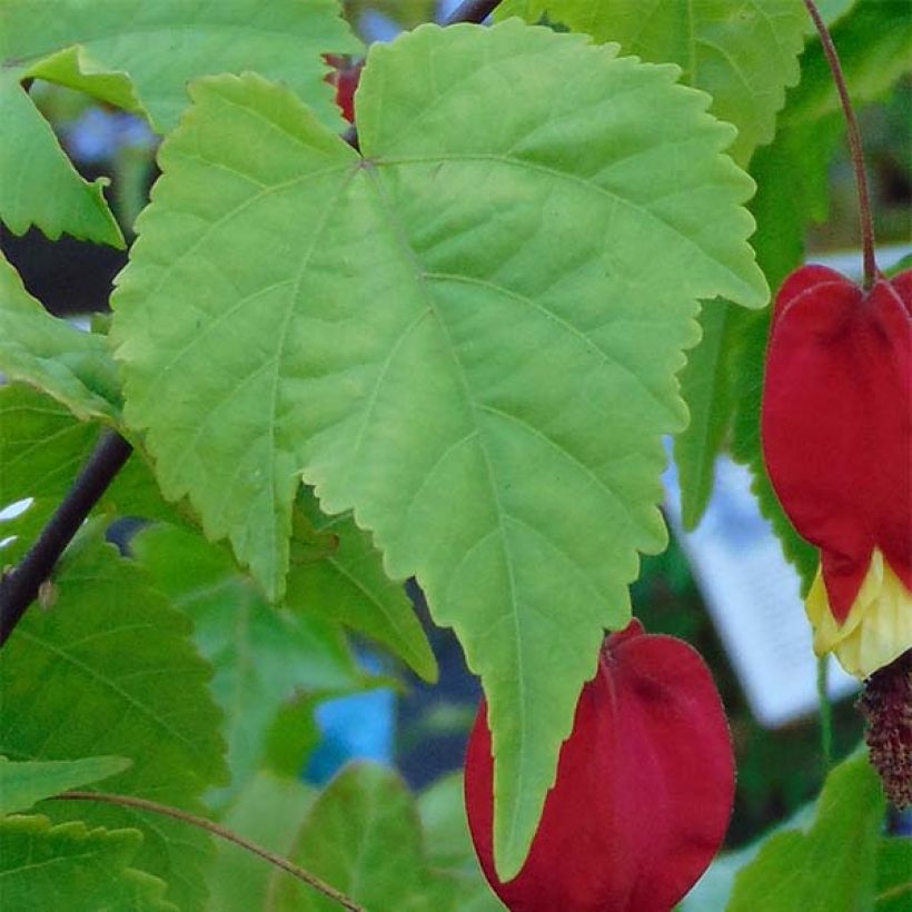 Abutilon  megapotamicum  (Foliage)