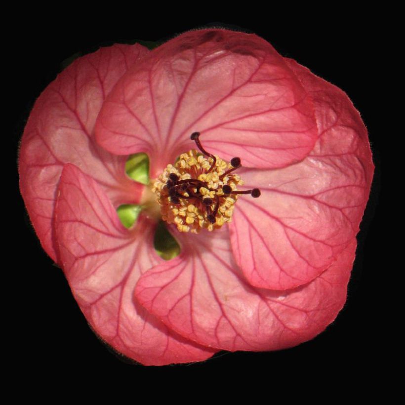 Abutilon Cerise Queen (Flowering)
