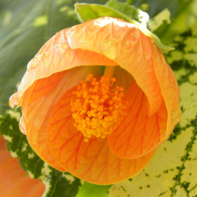 Abutilon Savitzii (Flowering)