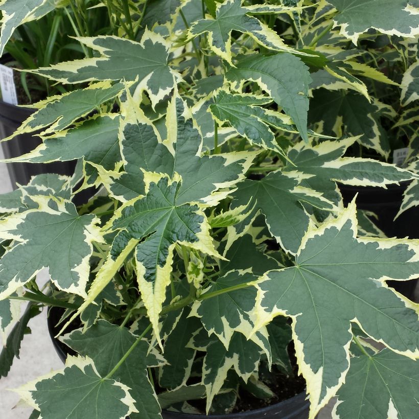 Abutilon Souvenir de Bonn (Foliage)