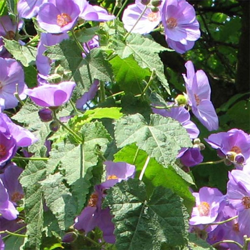 Abulilon suntense (Foliage)