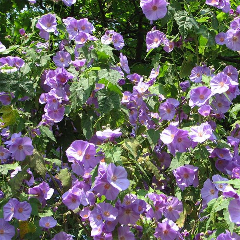 Abulilon suntense (Flowering)