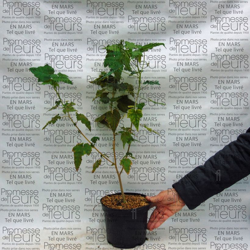Example of Abulilon suntense 3L/4L pot specimen as delivered