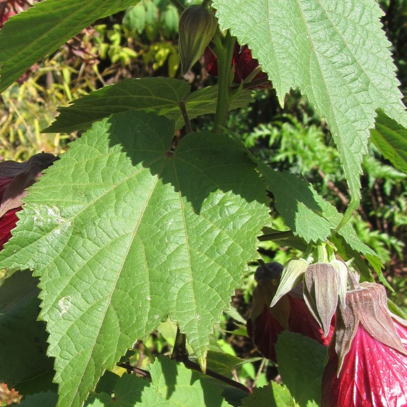 Abutilon Nabob (Foliage)