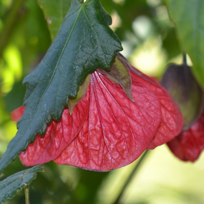 Abutilon Nabob (Flowering)