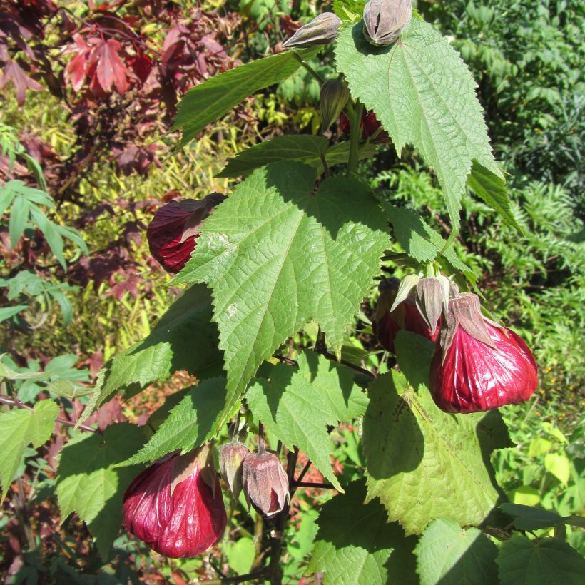 Abutilon Nabob (Plant habit)