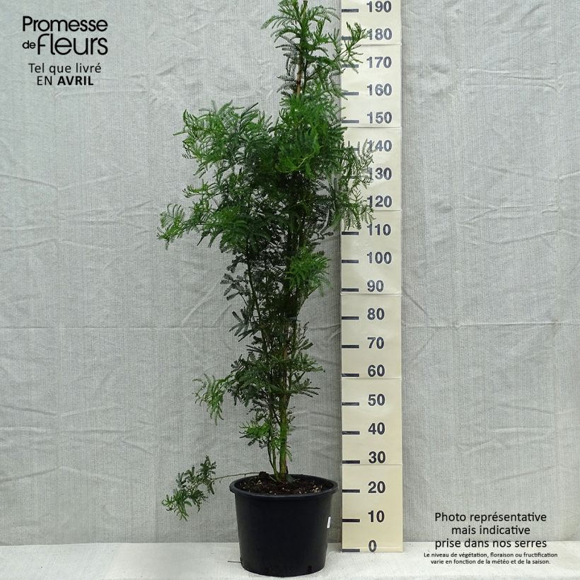 Acacia baileyana 7.5L/10L pot sample as delivered in spring