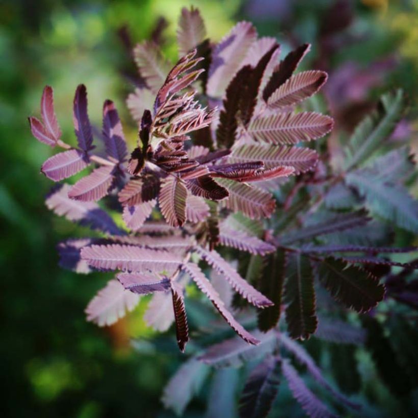 Acacia baileyana Purpurea (Foliage)