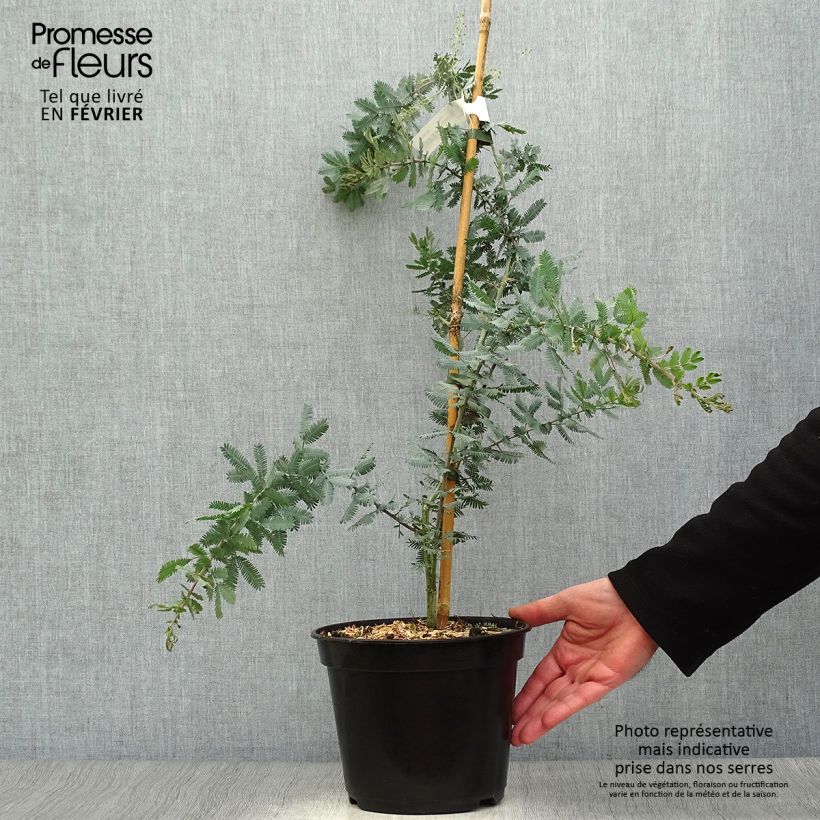 Acacia baileyana Purpurea 3L/4L pot sample as delivered in winter