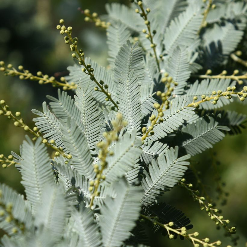Acacia baileyana Songlines (Foliage)