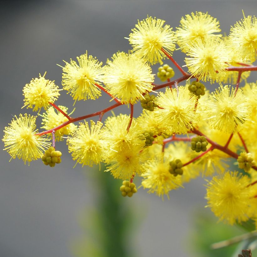 Acacia baileyana Songlines (Flowering)