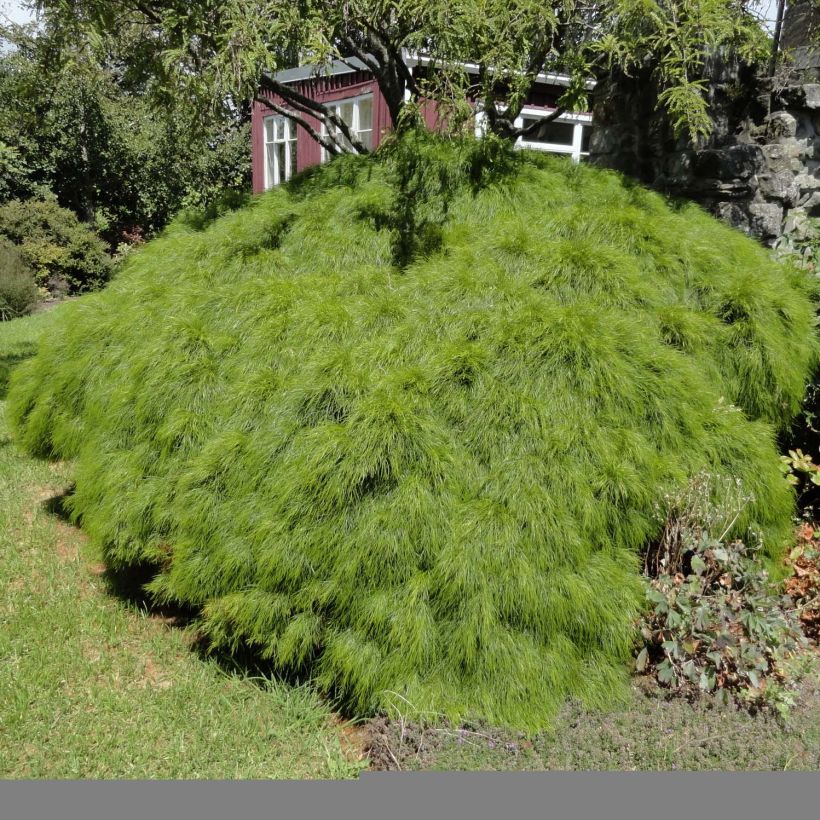 Acacia cognata Limelight (Plant habit)