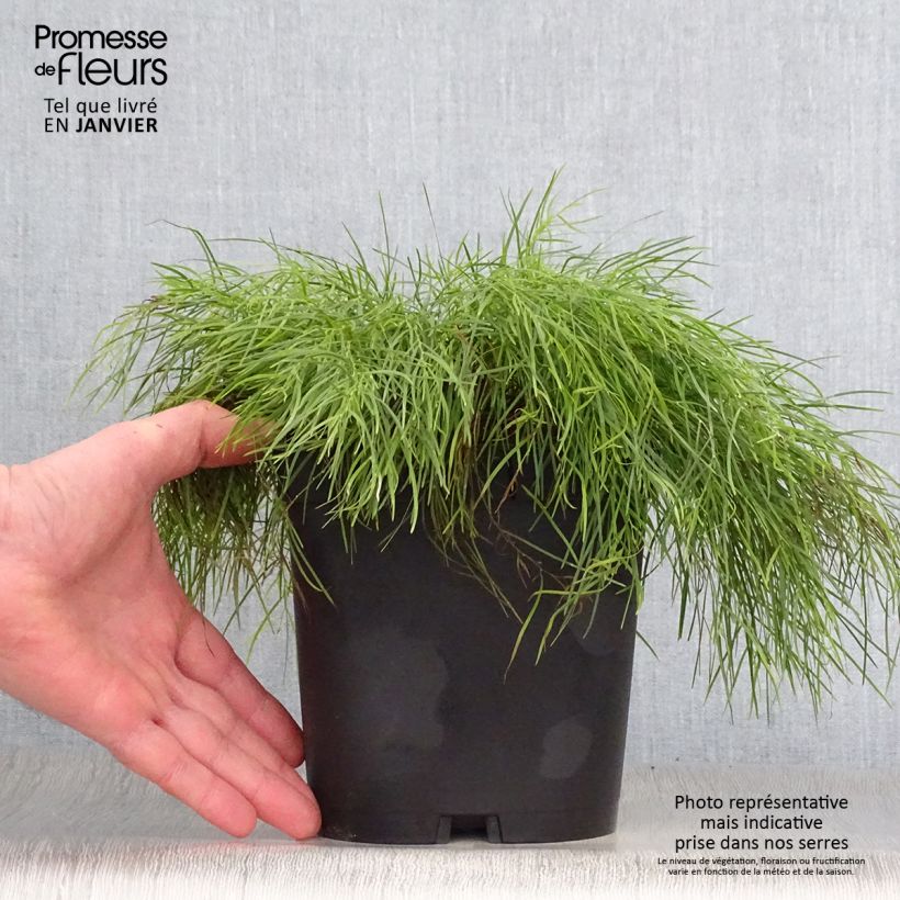 Acacia cognata Limelight 3L/4L pot sample as delivered in winter