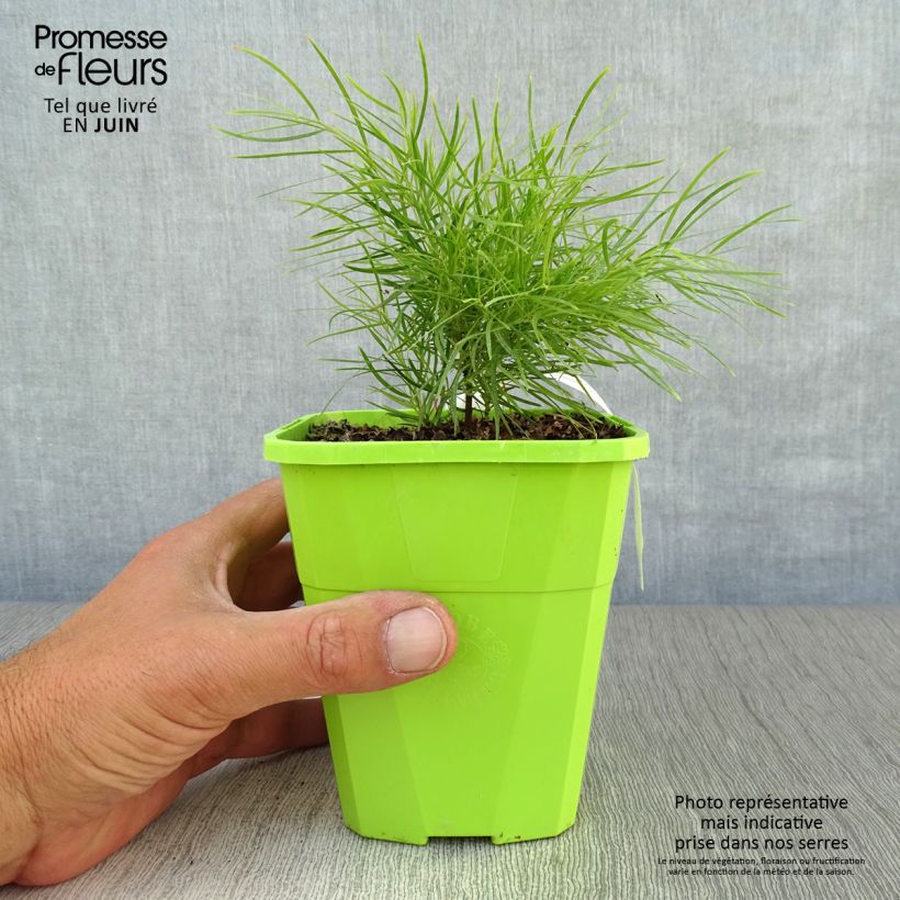 Acacia cognata Limelight 1L/1.5L pot sample as delivered in summer