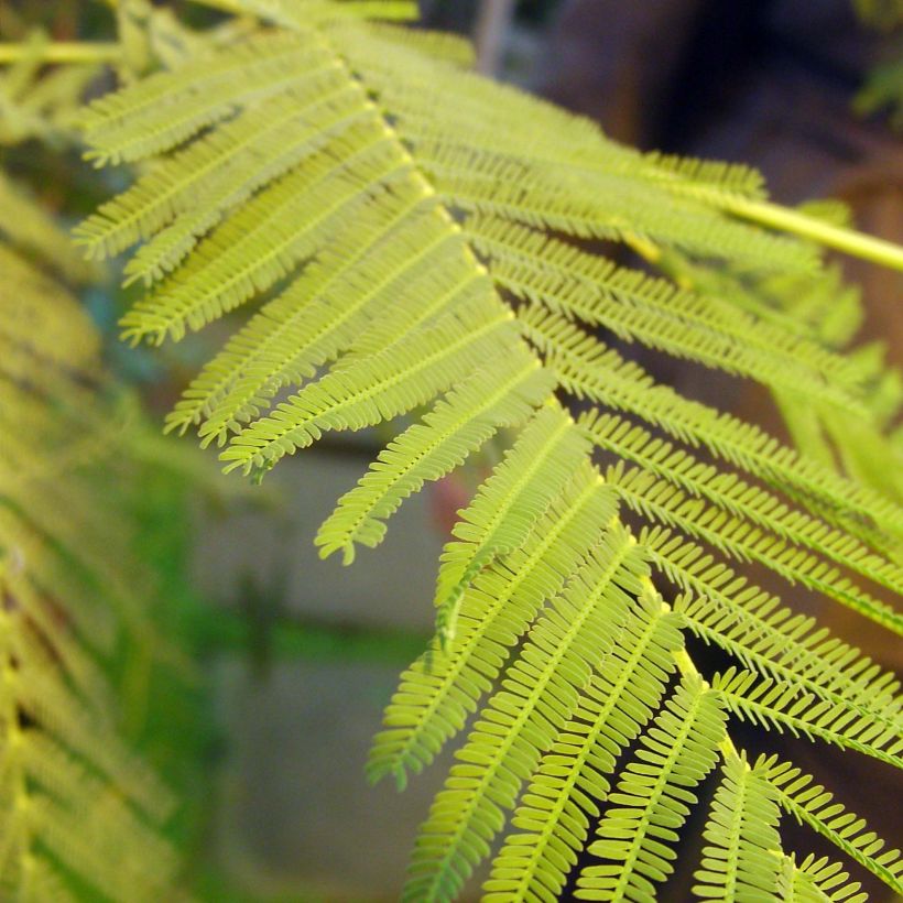 Acacia dealbata (Foliage)