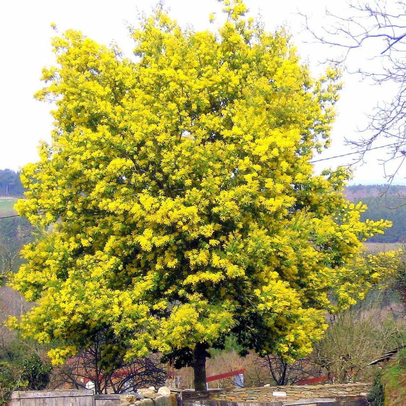 Acacia dealbata (Plant habit)