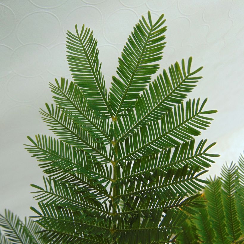 Acacia dealbata Gaulois Astier (Foliage)