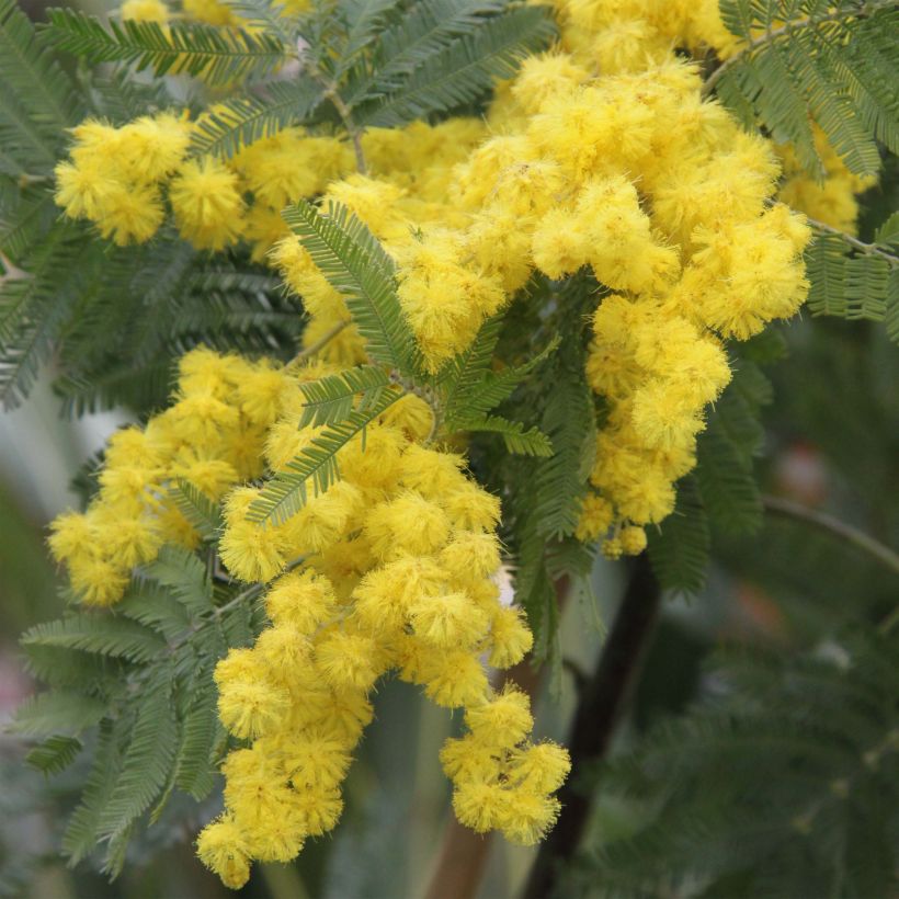 Acacia dealbata Gaulois Astier (Flowering)