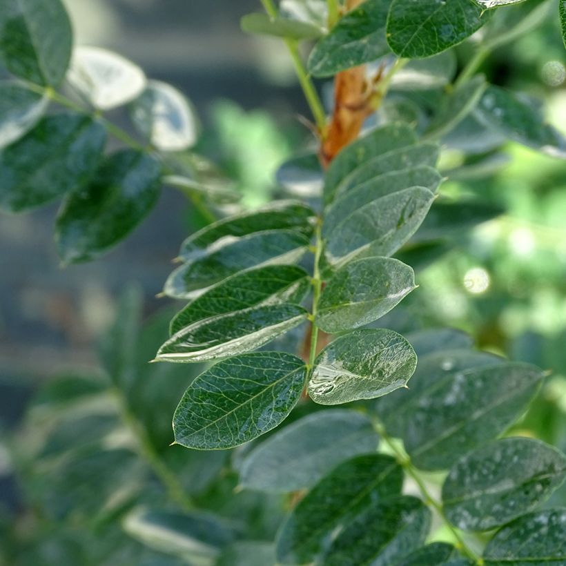 Caragana arborescens (Foliage)