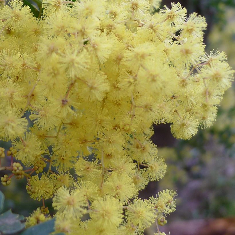 Acacia pravissima (Flowering)