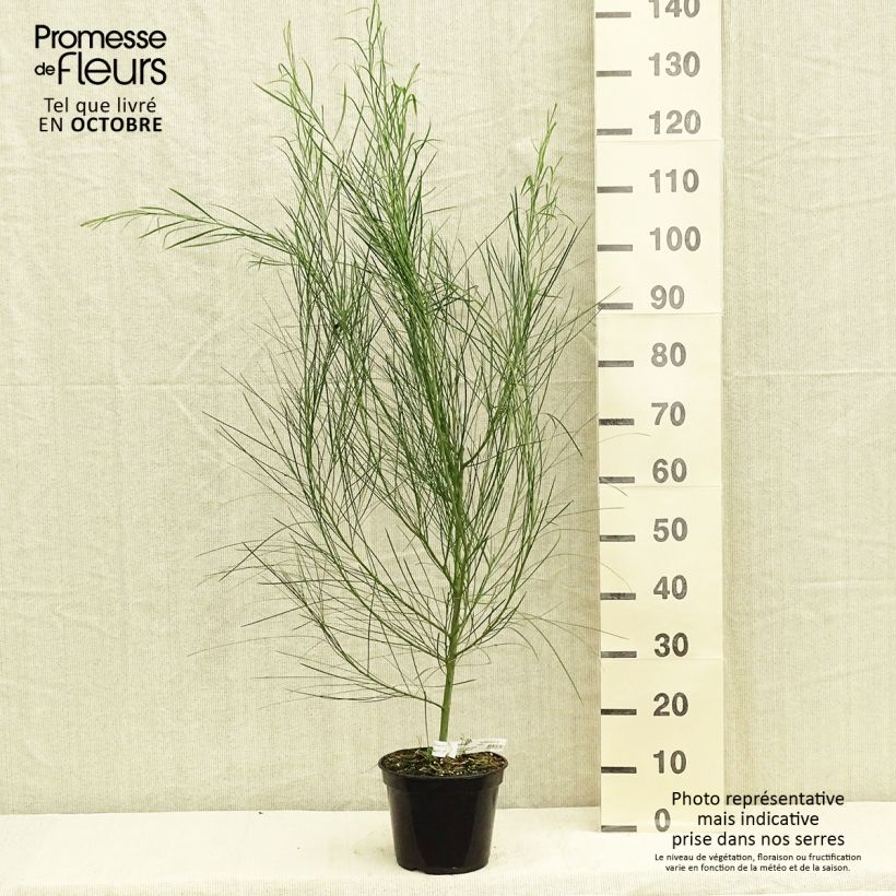 Acacia retinodes 2L/3L pot sample as delivered in autumn
