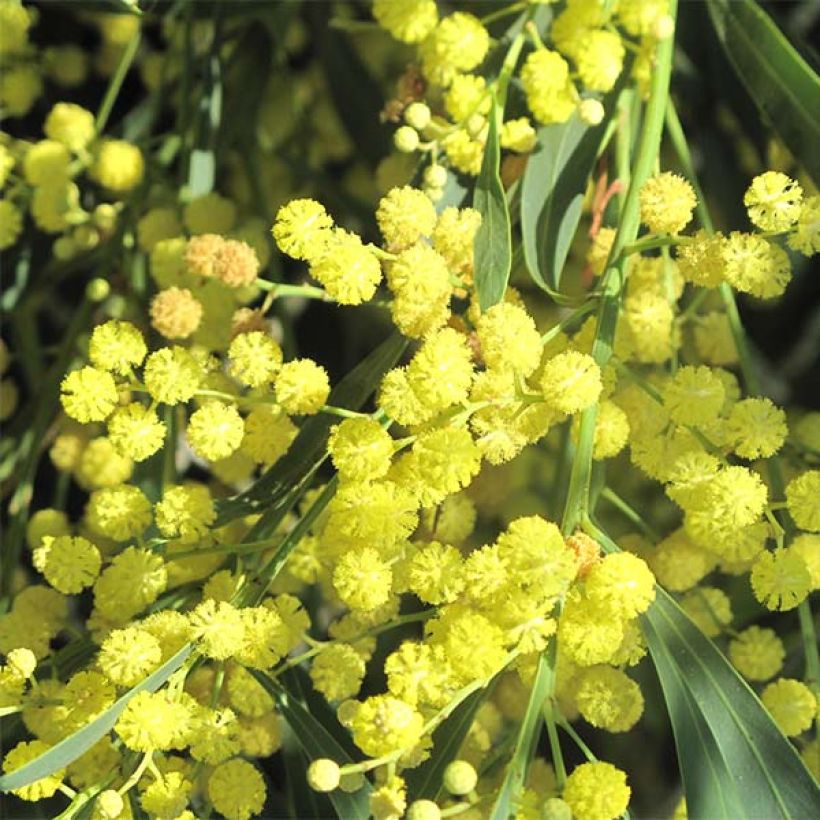 Acacia retinodes Lisette (Flowering)