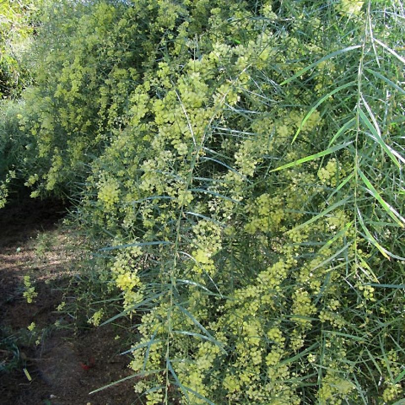 Acacia iteaphylla (Plant habit)
