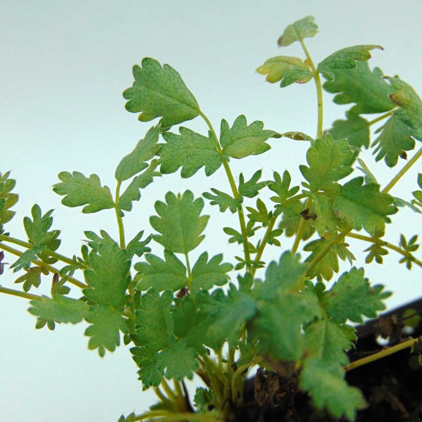 Acaena buchananii (Foliage)